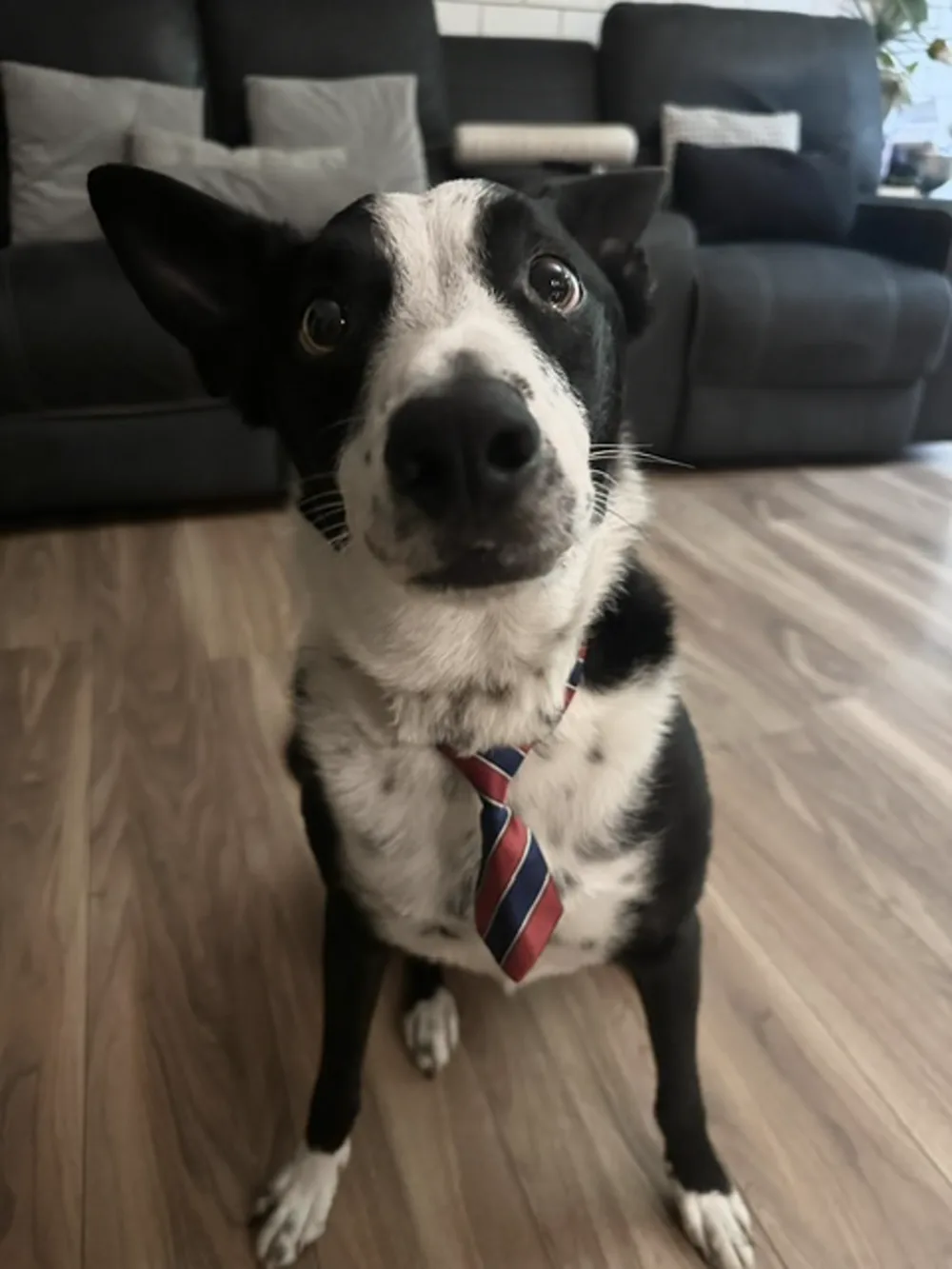 Max the border collie cross, freshly groomed and dressed for the occasion
